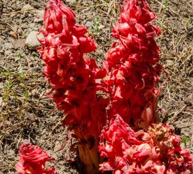 Sarcodes sanguinea Snow plant