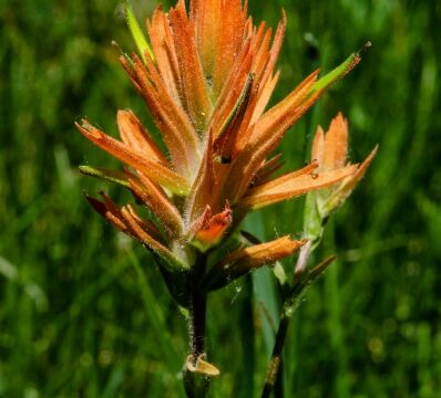 Castilleja miniata Scarlet paintbrush