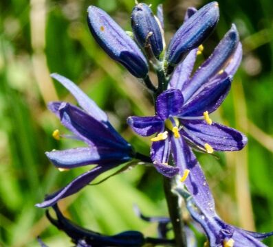 Camassia quamash Common camas