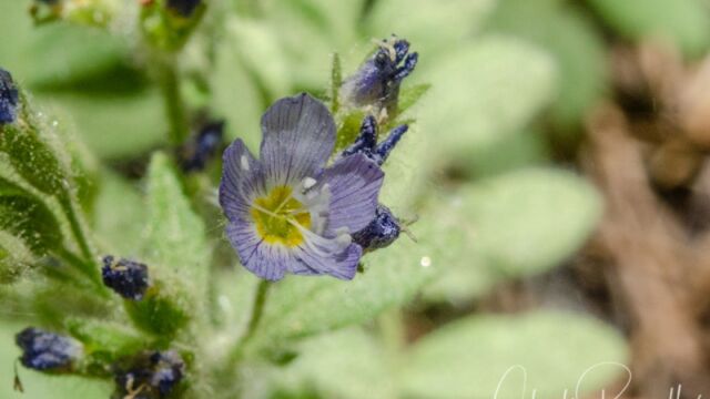 aka California sky pilot. Polemonium californicum Jacob's ladder