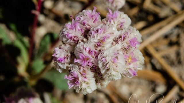 Calyptridium monospermum One seeded pussypaws