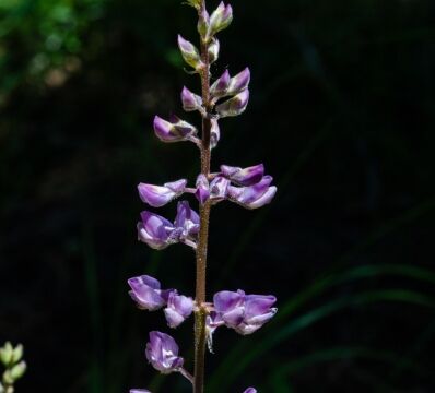 Not sure which, small leaves and thin inflorescence. Spindly plant Lupinus spp. Unknown #4