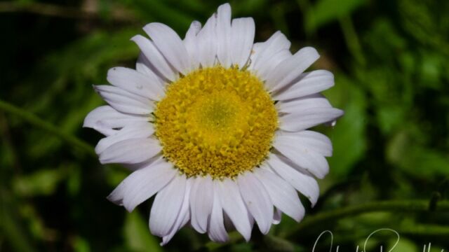 Not sure which Asteraceae Unknown #2