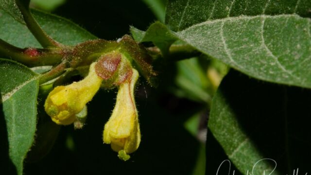 Lonicera involucrata var. involucrata. We also found Purpleflower honeysuckle, Lonicera conjugialis Twinberry honeysuckle