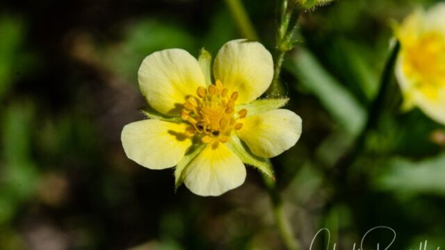 Potentilla gracilis var. fastigiata Slender cinquefoil