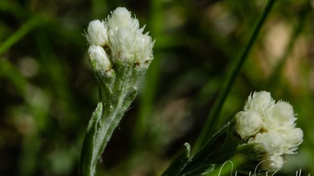Antennaria corymbosa Meadow pussytoes,