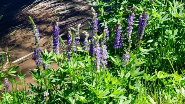 Lupinus polyphyllus var. burkei Large leaved lupine