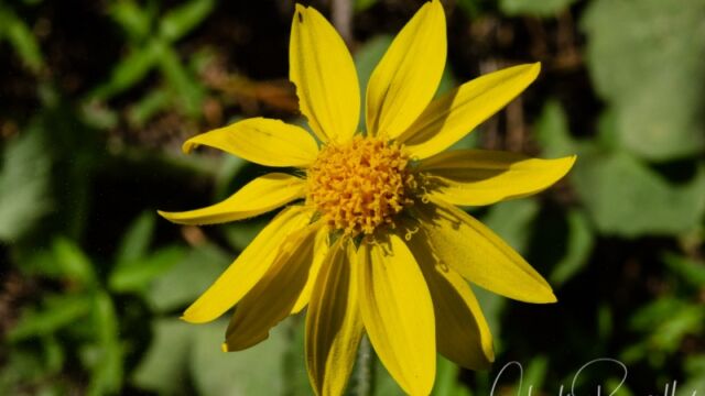 Arnica cordifolia Heart leaved arnica