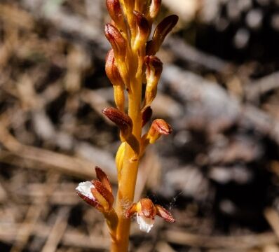 Corallorhiza maculata Spotted coralroot