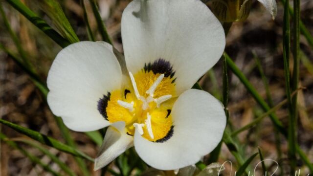 Calochortus leichtlinii Leichtlin's mariposa lily