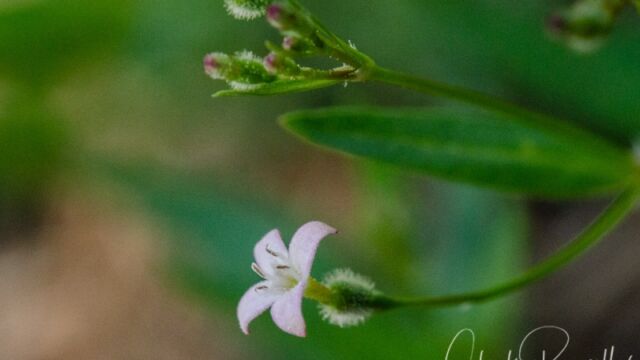 Kelloggia galioides Milk kelloggia