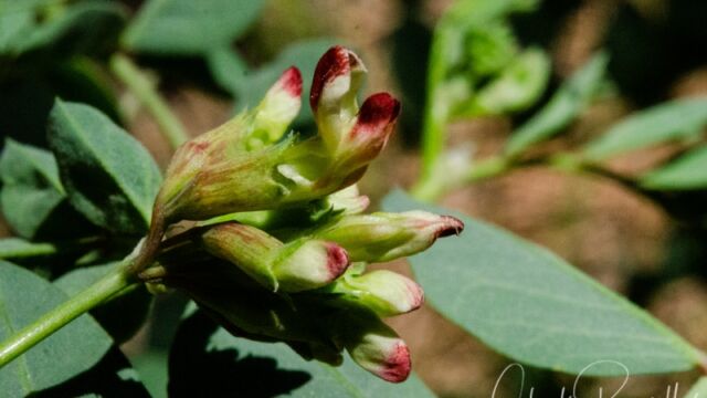Hosackia crassifolia Broad leaved lotus
