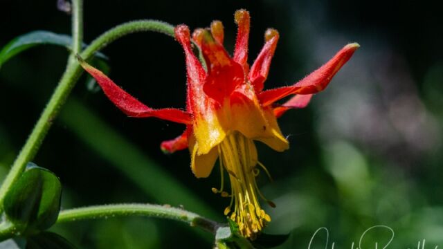 Aquilegia formosa Crimson columbine