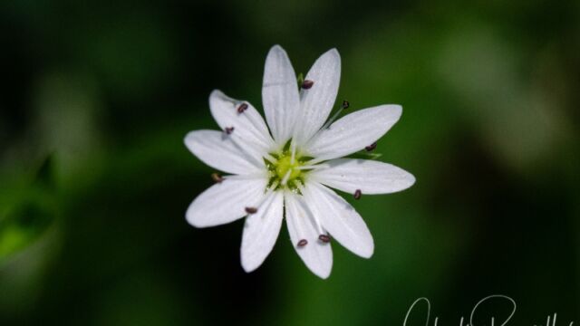 Stellaria longipes Longstalk starwort