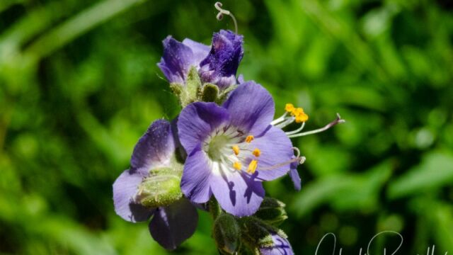 Polemonium occidentale Great polemonium