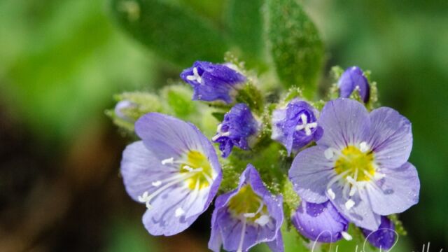 aka Sky pilot. Polemonium pulcherrimum Jacob's ladder