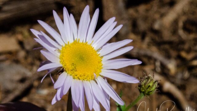 Erigeron glacialis var. glacialis Wandering fleabane
