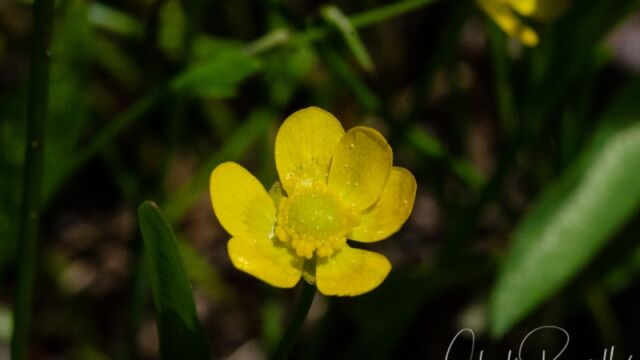 Ranunculus alismifolius var. alismifolius Plantainleaf buttercup