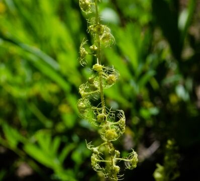 Pectiantia breweri Brewer's miterwort