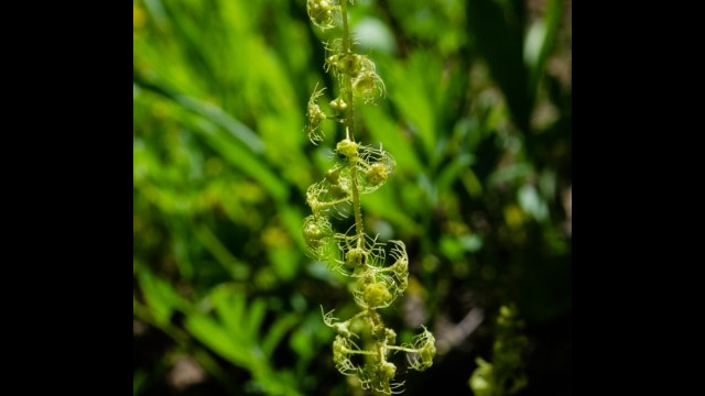 Pectiantia breweri Brewer's miterwort