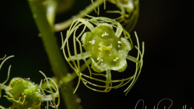 Pectiantia breweri Brewer's miterwort