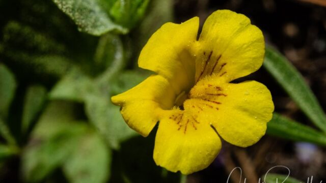 Erythranthe inodora (formery Mimulus moschatus) Musk monkeyflower