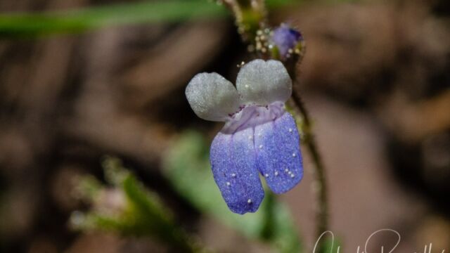 Collinsia parviflora Few flowered blue eyed mary