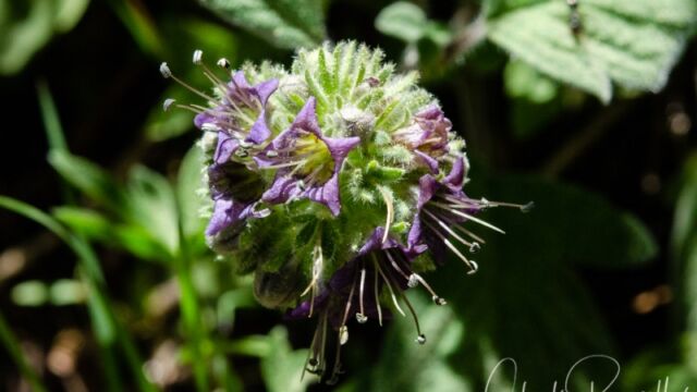 Phacelia hydrophylloides Water leaf phacelia