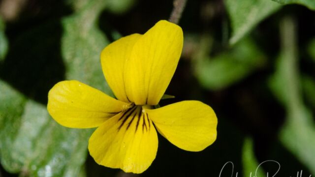 Viola purpurea Goosefoot violet