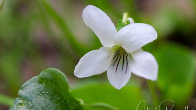 Viola macloskeyi Macloskey's violet