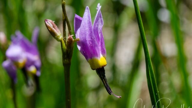 Primula tetrandra Alpine shooting star