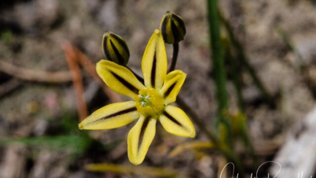 Triteleia ixioides ssp. anilina Mountain pretty face