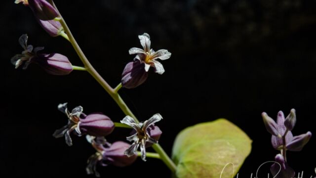 Streptanthus tortuosus Mountain jewelflower