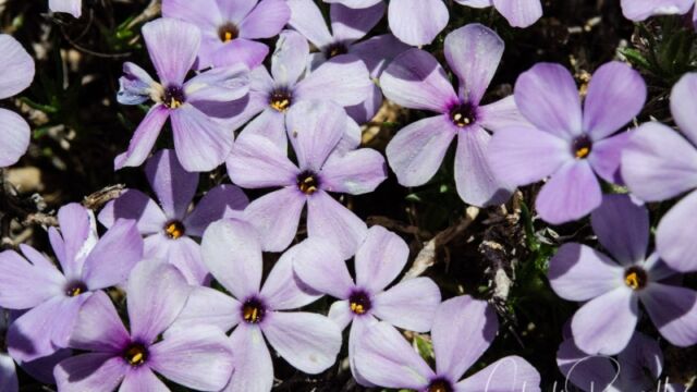 Phlox diffusa Spreading phlox