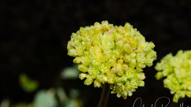 Eriogonum umbellatum Sulphur buckwheat