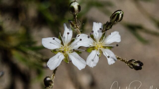 Eremogone kingii var. glabrescens King's smooth sandwort