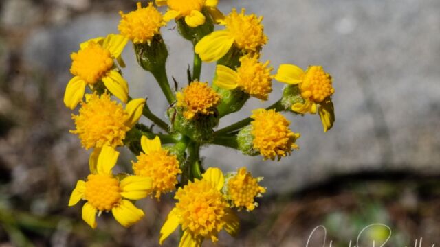 Senecio integerrimus Mountain butterweed