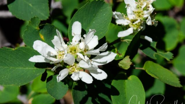 Amelanchier utahensis Western serviceberry