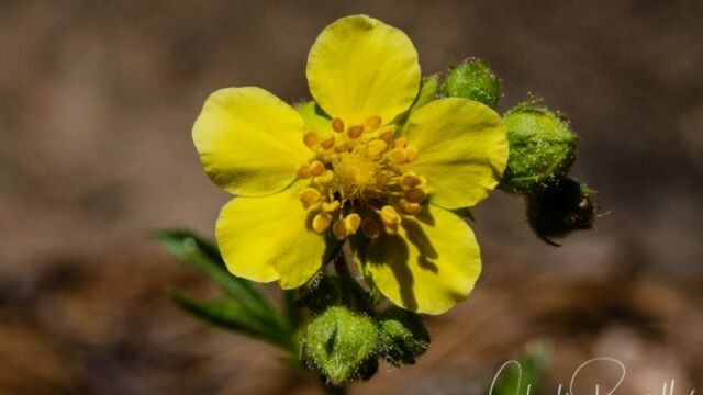 Drymocallis lactea var. lactea Sierran woodbeauty