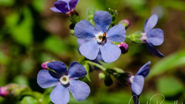 Hackelia velutina Velvet stickseed