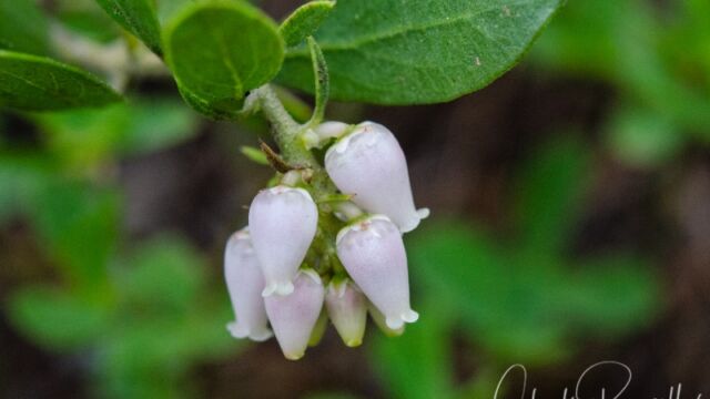 Arctostaphylos nevadensis Pine mat manzanita