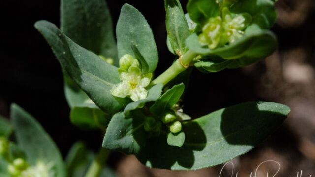 Aconogonon davisiae Davis knotweed