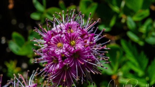 Phyllodoce breweri Brewer's mountain heath