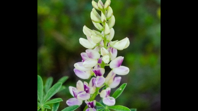 Lupinus albicaulis Pine lupine