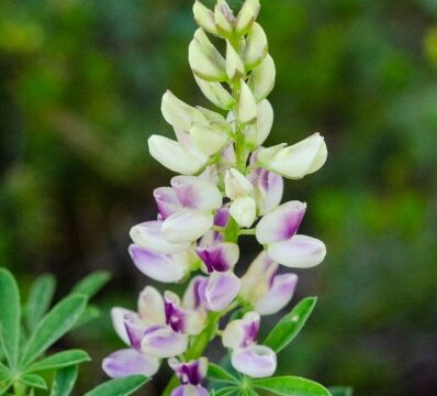 Lupinus albicaulis Pine lupine