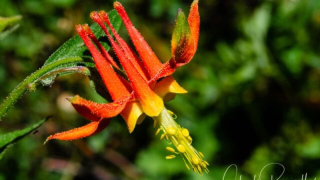 Aquilegia formosa Crimson columbine