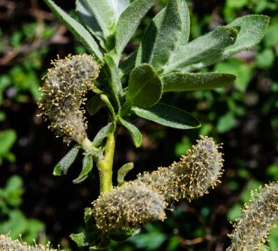 Salix eastwoodiae Mountain willow