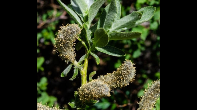 Salix eastwoodiae Mountain willow