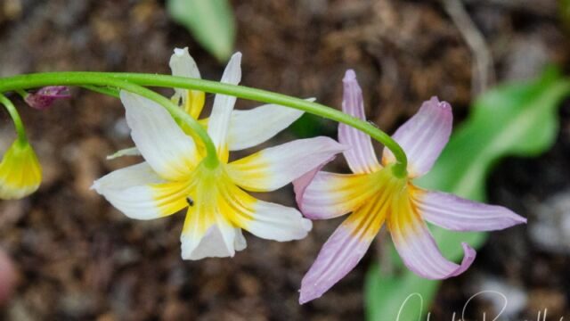 Erythronium purpurascens Plain leaf fawn lily