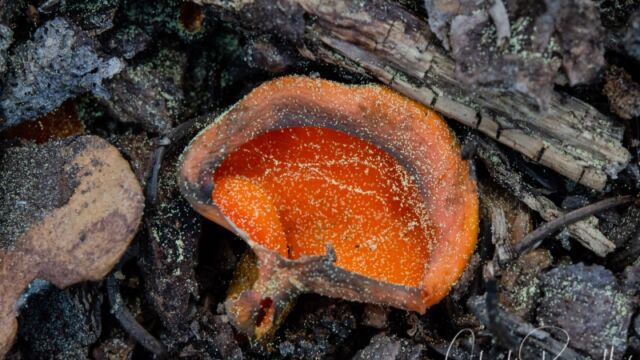 Aleuria aurantia Orange peel fungus